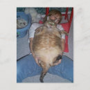 Recherche de gros chat cartes postales Animaux