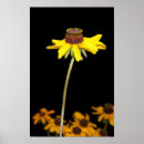 Recherche de observé posters Jaune