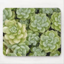 Recherche de sedum tapis souris Vert
