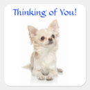 Recherche de chiwawa autocollants Chiots