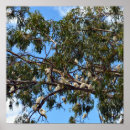 Recherche de cacatoès posters Oiseau