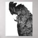 Recherche de oiseau noir et blanc posters Portrait