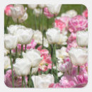 Recherche de tulipe rose autocollants Pour eux