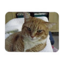 Recherche de chat tigré magnets Mignon