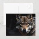 Recherche de portrait de loup cartes postales Faune