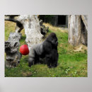 Recherche de gorille de plaine Silverback