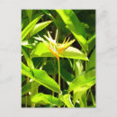 Recherche de paradis cartes postales Plante