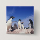 Recherche de nageoire badges Animal
