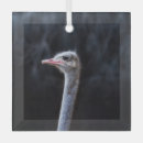 Recherche de autruche ornements Animal