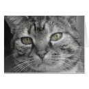 Recherche de yeux de tigre cartes postales Félin