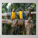 Recherche de ara bleu art Oiseau