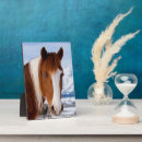 Recherche de portrait cheval plaques Ferme