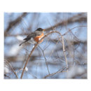 Recherche de oiseau orange posters Mignon