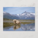 Recherche de steve cartes postales Environnement