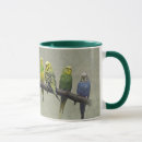 Recherche de perruches tasses Animaux de compagnie