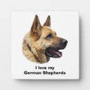 Recherche de berger allemand plaques Chiot