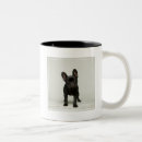 Recherche de chiot bouledogue français tasses Animaux de bébé