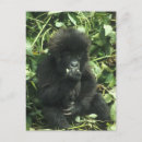 Recherche de gorille de montagne cartes postales Faune