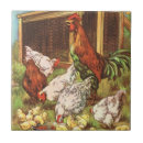 Recherche de poules carreaux Ferme
