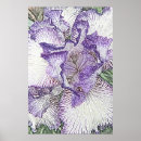 Recherche de iris pourpre et blanc De