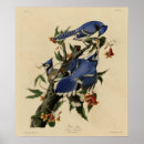 Recherche de geai posters Oiseaux