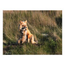 Recherche de renard rouge bébé posters Kit fox