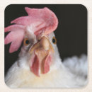 Recherche de oiseaux drôles dessous de verres Poulet