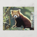 Recherche de panda rouge cartes postales Fourrure