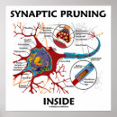Recherche de neurones posters Psychologie