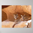 Recherche de puma posters Lions de montagne