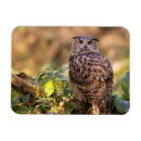 Recherche de hiboux magnets Animal