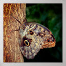 Recherche de hibou brun posters Nature