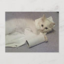 Recherche de albi cartes postales Chaton