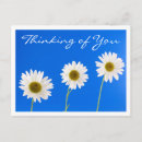 Recherche de marguerites blanches cartes postales Bleu