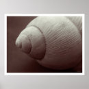 Recherche de motif de coquille posters Animal