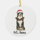 Recherche de bernese Bernese mountain dog