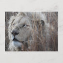 Recherche de lions africains cartes postales Gros chats
