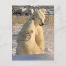 Recherche de manitoba cartes postales Baie d'hudson