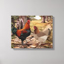Recherche de poules toiles Coq