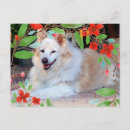 Recherche de colley cartes postales Animal de compagnie