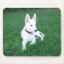 Recherche de alsacien tapis souris Chiot