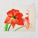 Recherche de amaryllis cartes postales Fleurs
