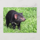Recherche de diable tasmanien cartes postales Savane
