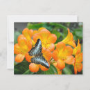 Recherche de papillon tropical cartes postales Nature