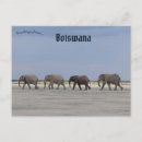 Recherche de le botswana cartes postales Faune