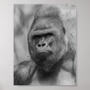 Recherche de gorille posters Ape