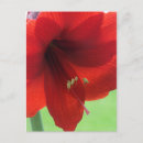 Recherche de amaryllis cartes postales Jardin