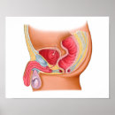 Recherche de urinaire posters Excrétion