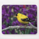 Recherche de oiseaux chanteurs tapis souris Faune