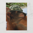 Recherche de bébés animaux cartes postales Sauvage